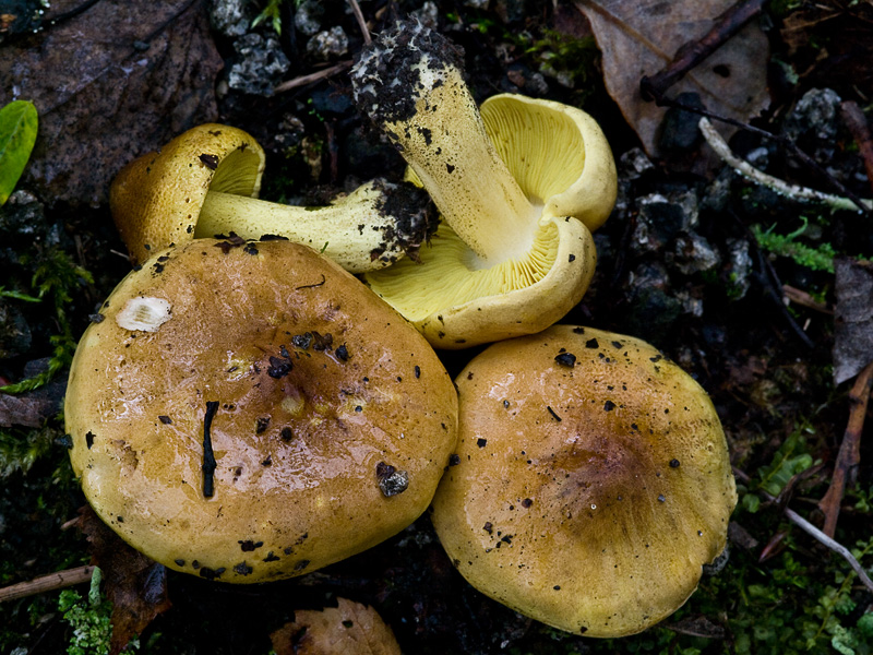 Tricholoma frondosae